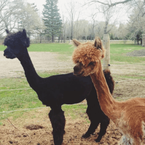 petting zoo for birthday parties