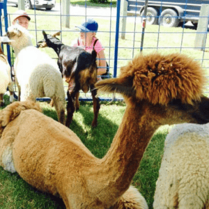 petting zoo for community festivals