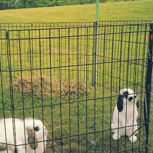 petting zoo for corporate functions