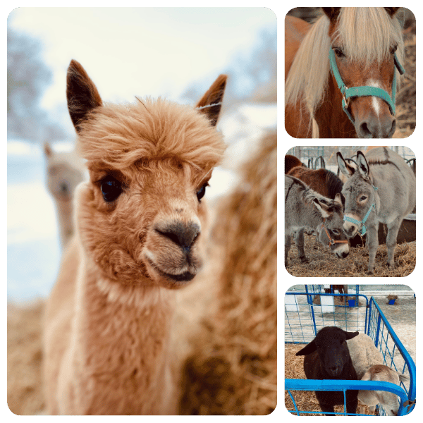 petting zoo animals