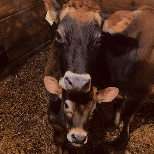 cows