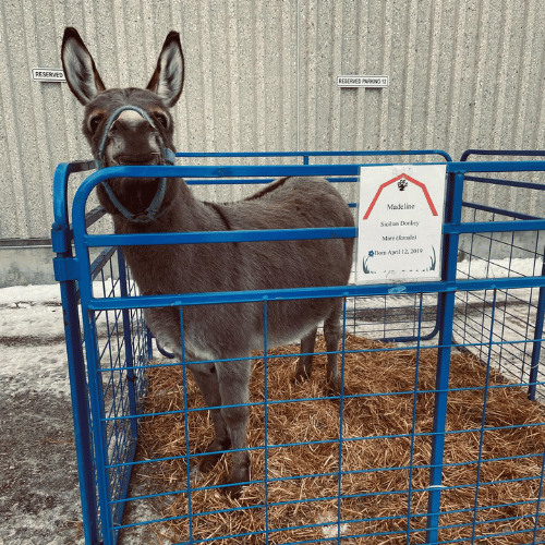 petting zoo donkey