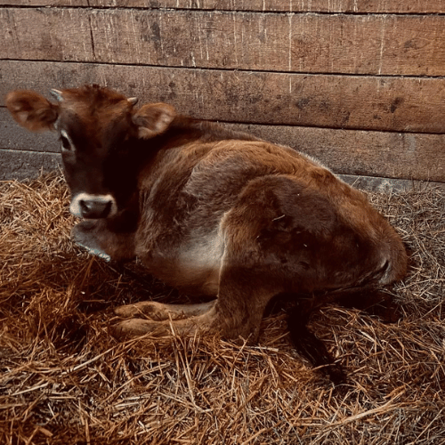 calf