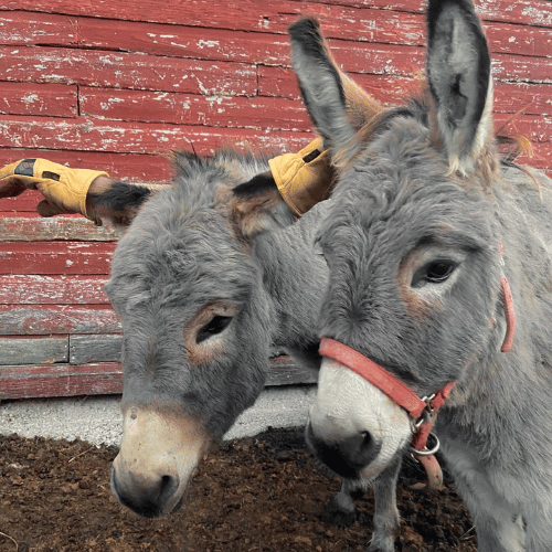 donkeys