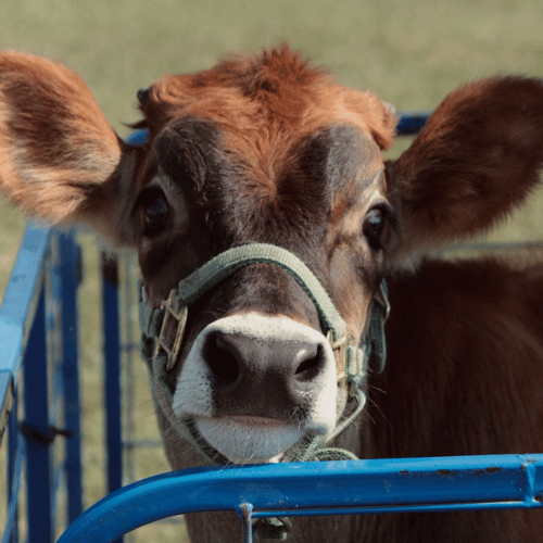 cow