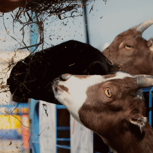 goats being fed