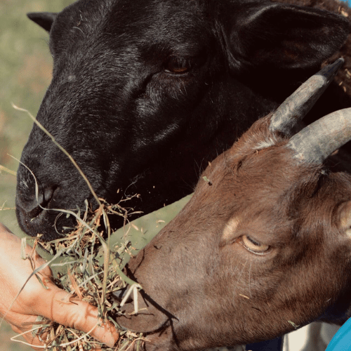 goats being fed