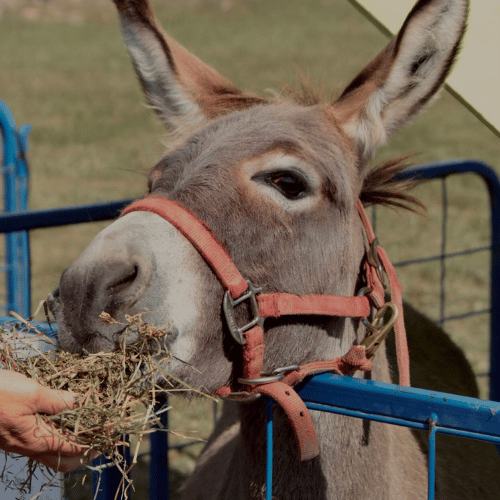 donkey being fed