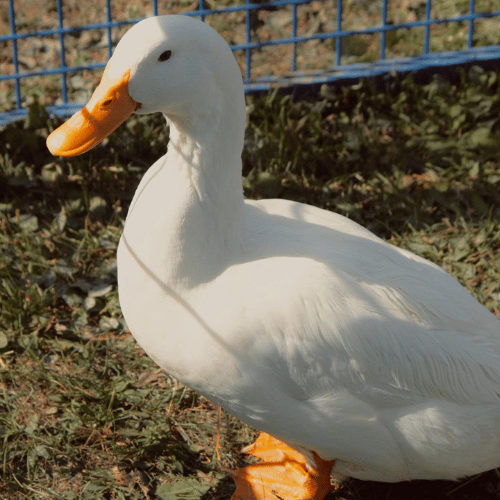 duck