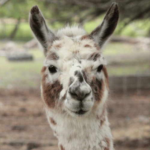 lama