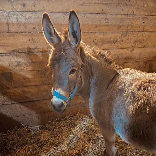 donkey