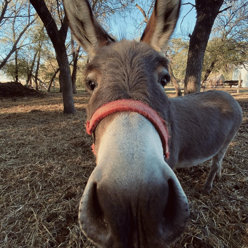 donkey