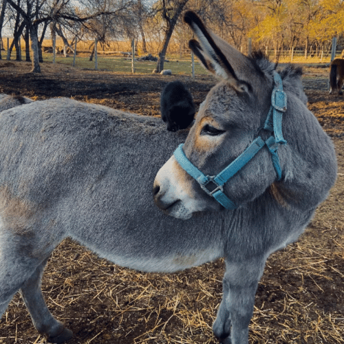 donkey