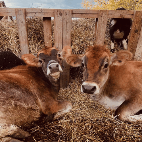 cows