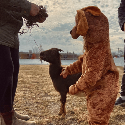 goat and boy