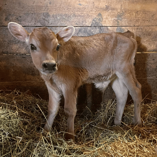 calf