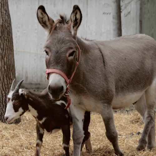 donkey and goat