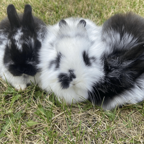 bunnies