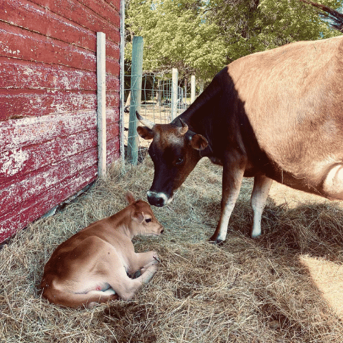 cow with calf