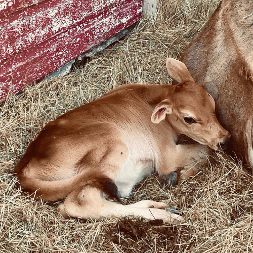 petting zoo calf