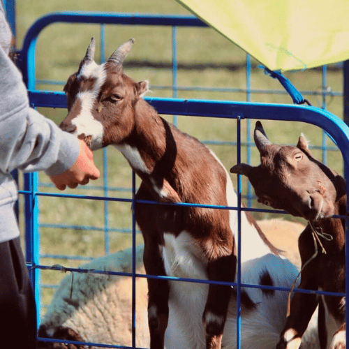 petting zoo goats