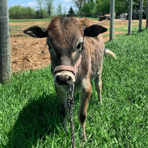 cow