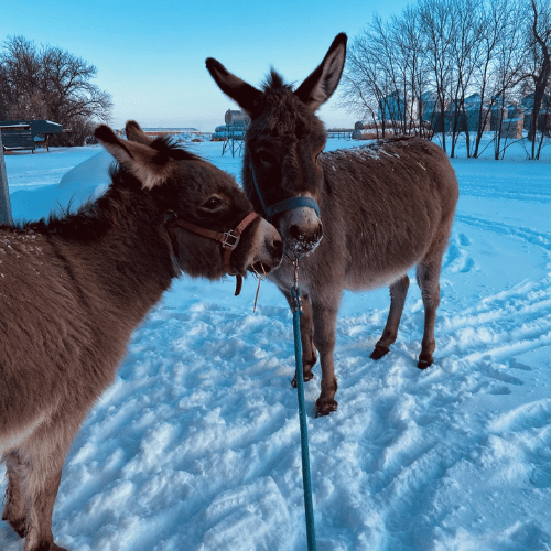 donkey