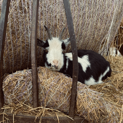 petting zoo goat