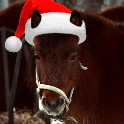 horse with a christmas hat