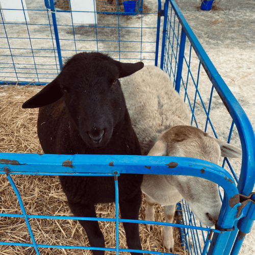 petting zoo goats