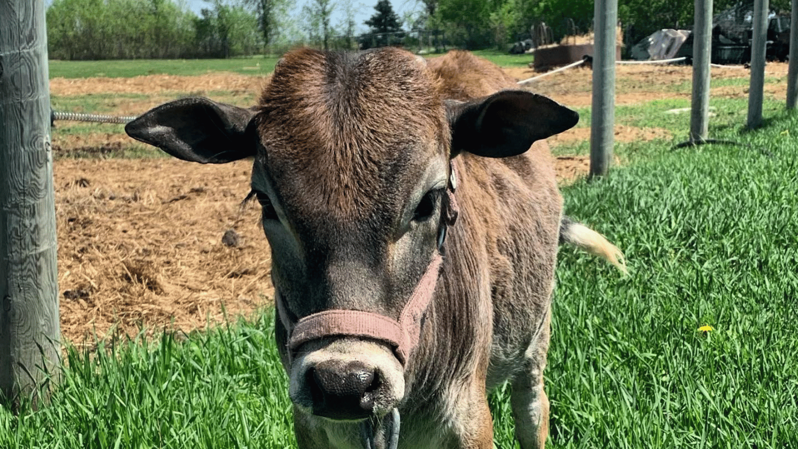 background image of a cow