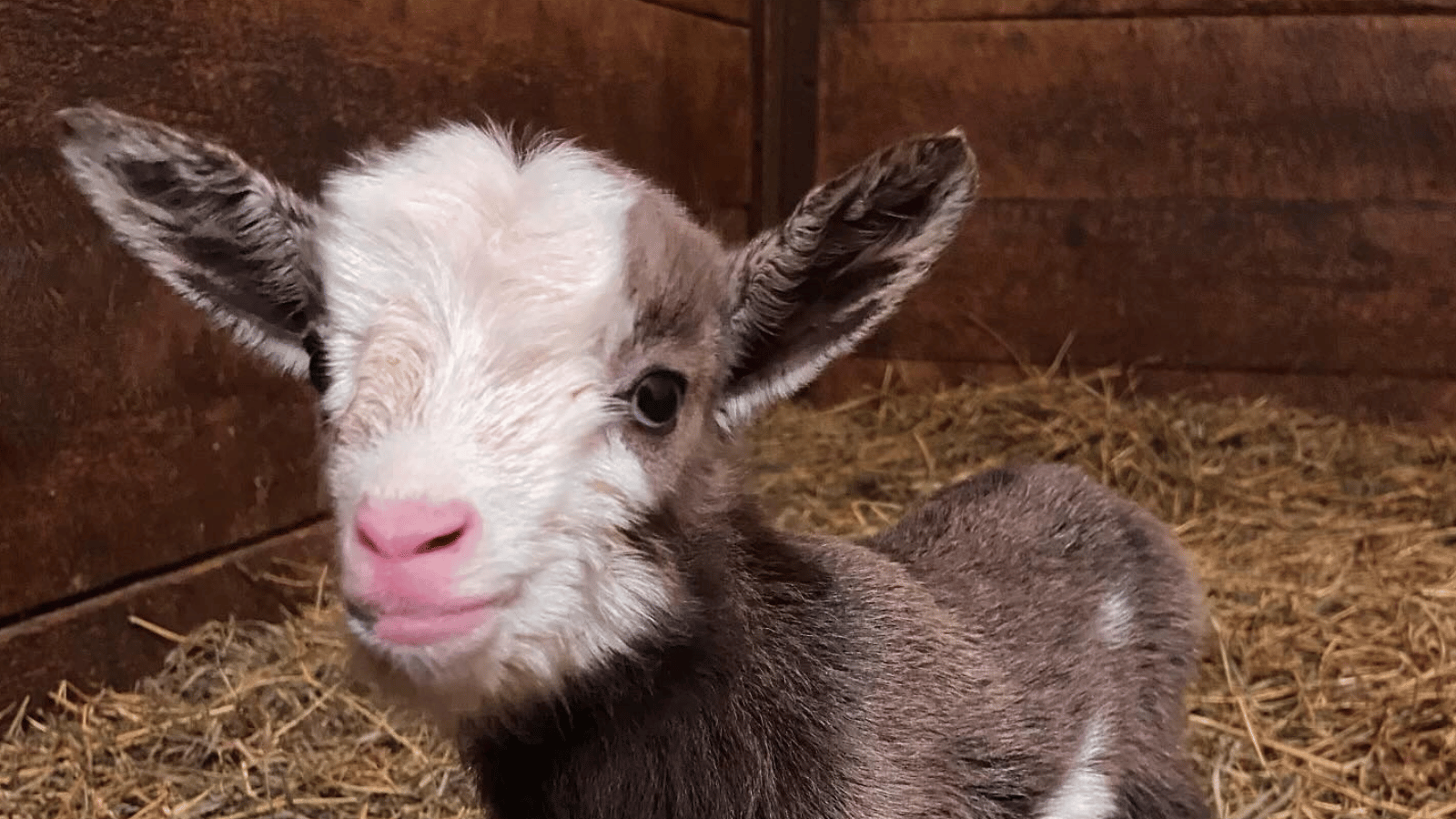 background image of a goat
